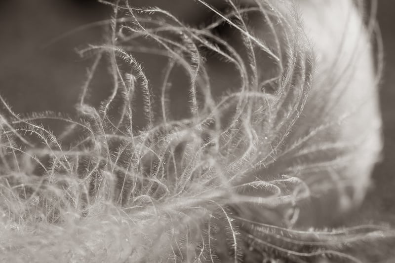 Feather in nature
