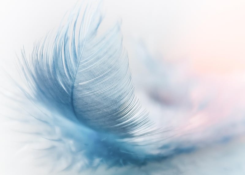 Feather in nature