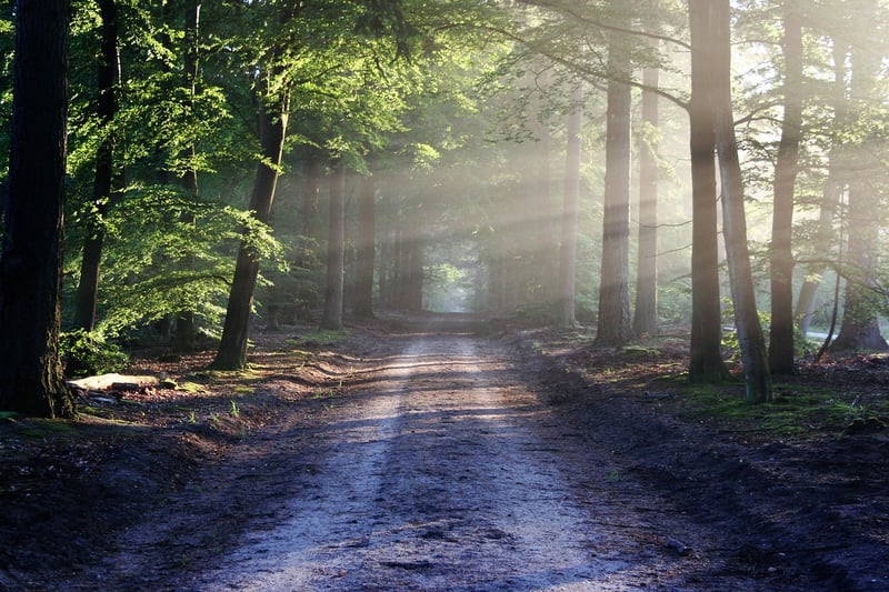 Forest bathing